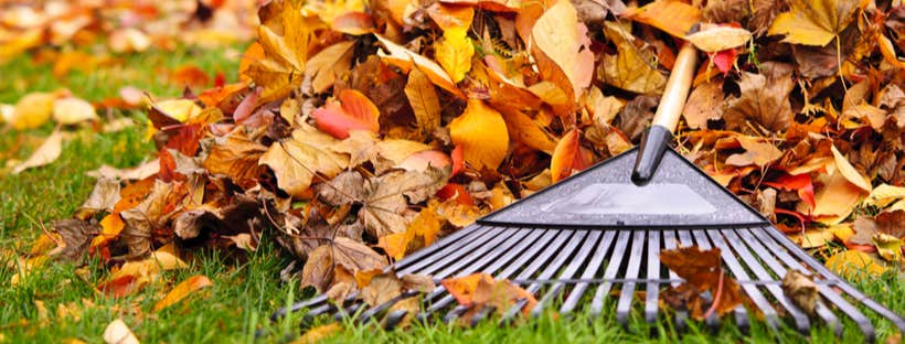 Rake on a pile of leaves