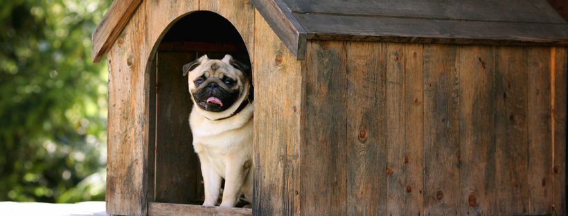Pug in a dog house