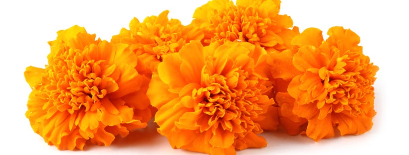 Marigold