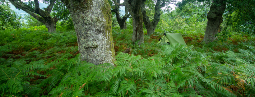 Green tent in lush forest