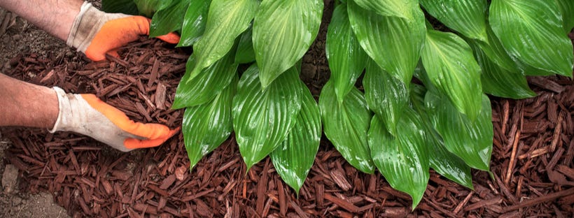 Spreading mulch under a plant