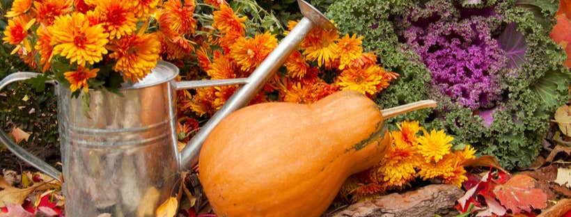 Watering can, Pumpkin and flowers