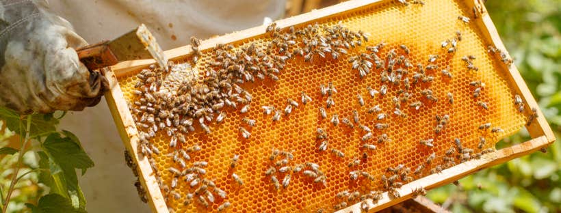 Honey comb with bees